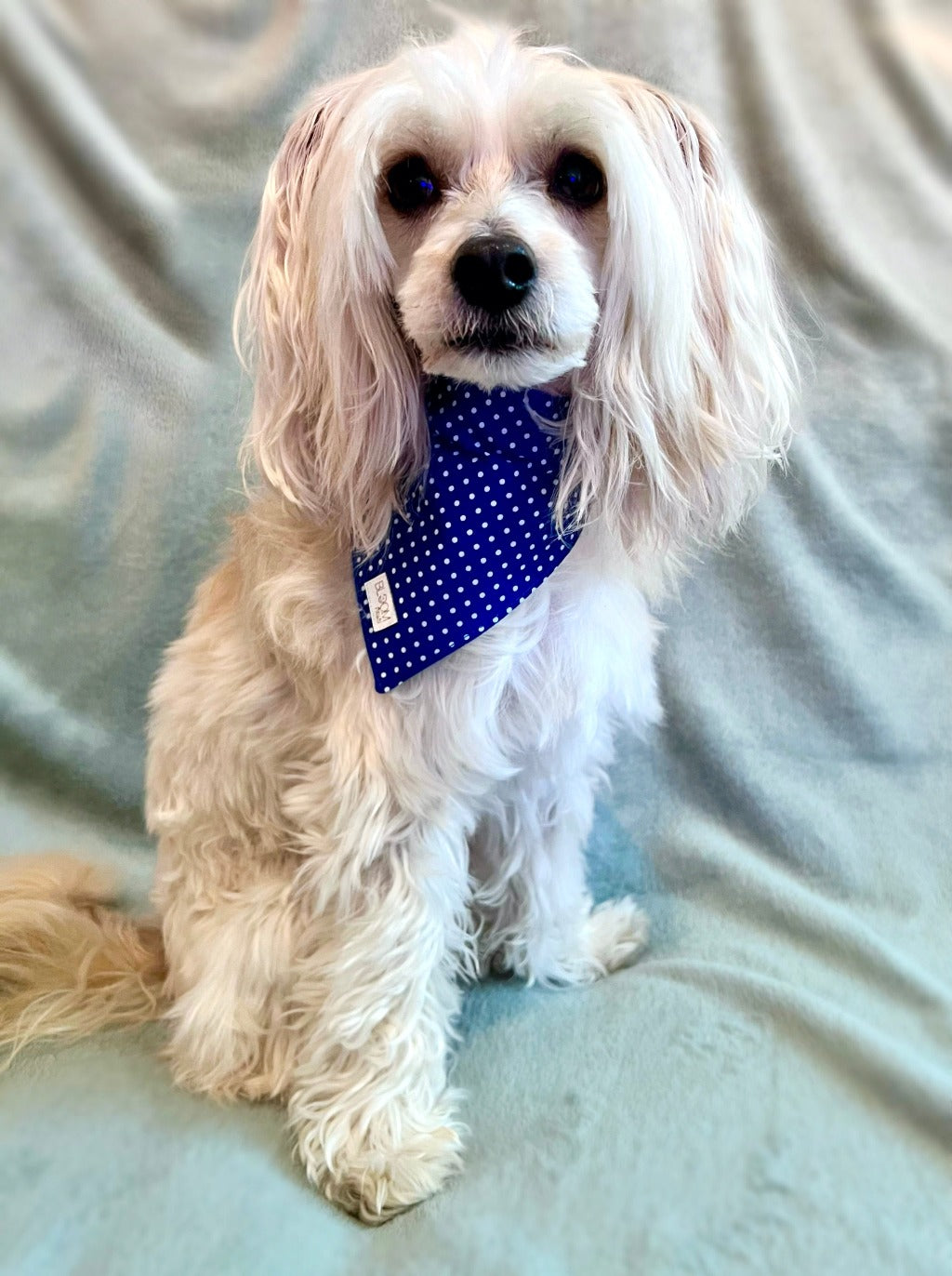 Hundbandana - Polka Dot Blå