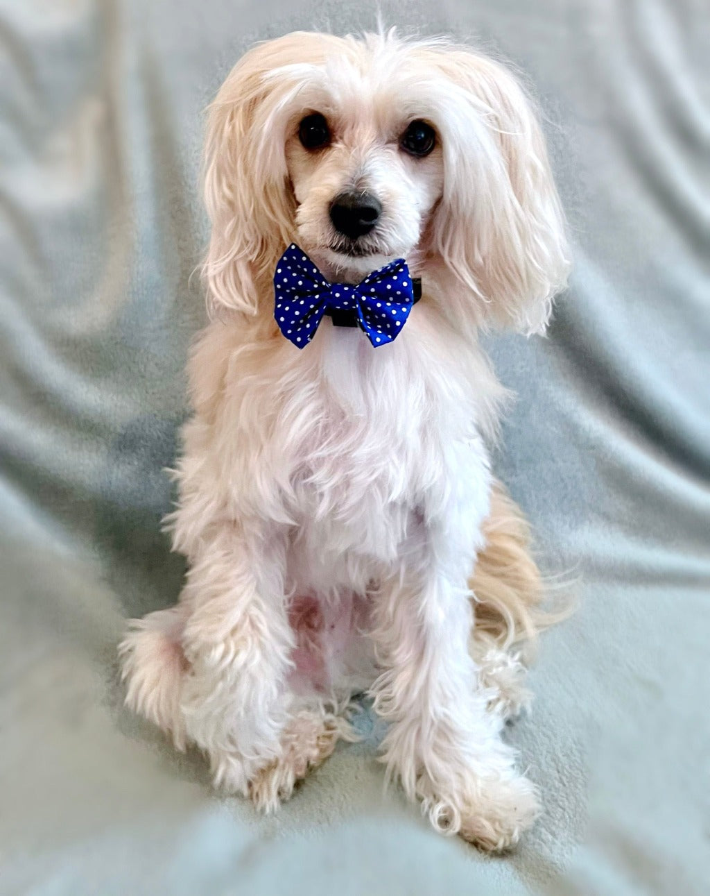 Bow Tie - Polka Dot Blå