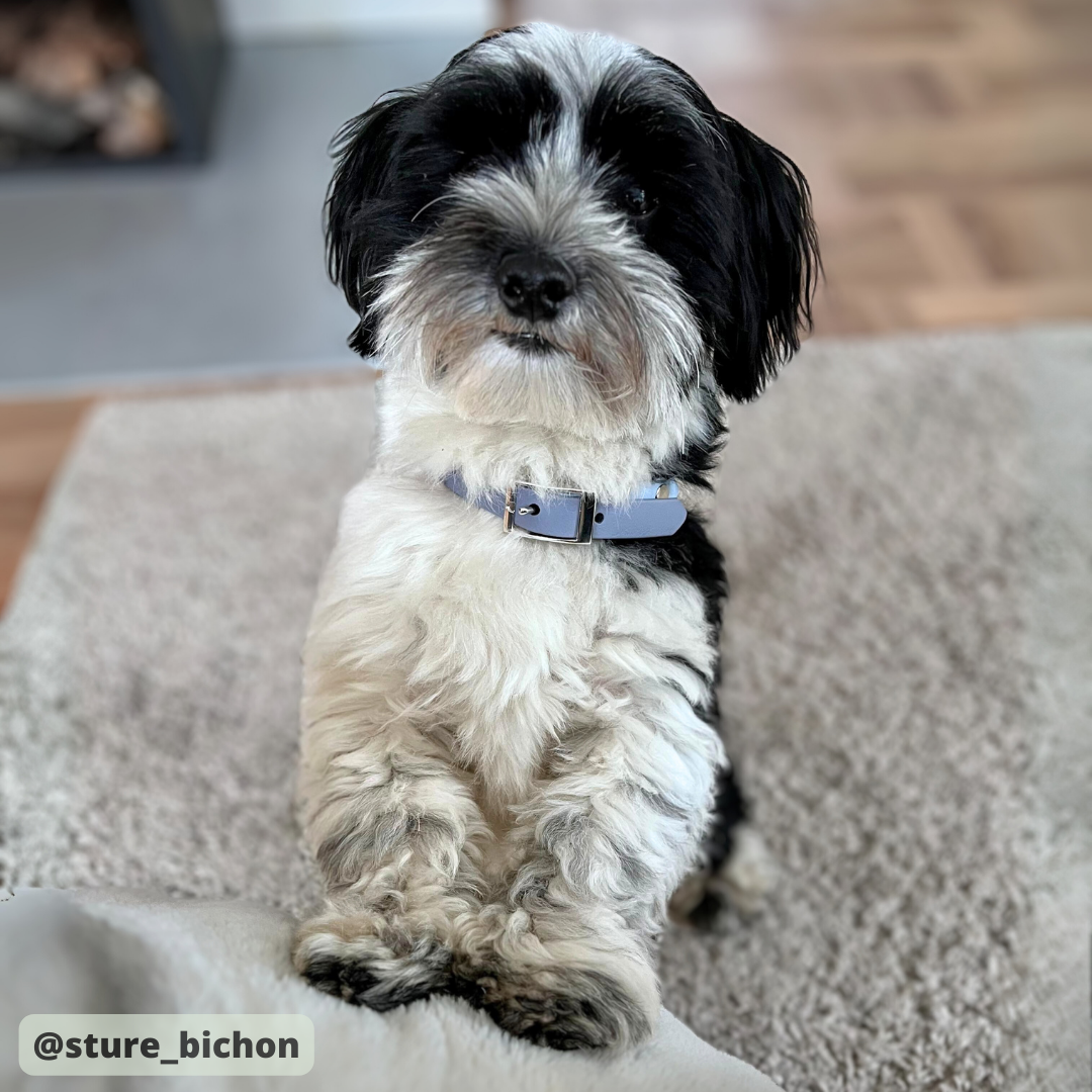 Halsband i Biothane Ljus Grå & Pastell Blå med beslag i silver