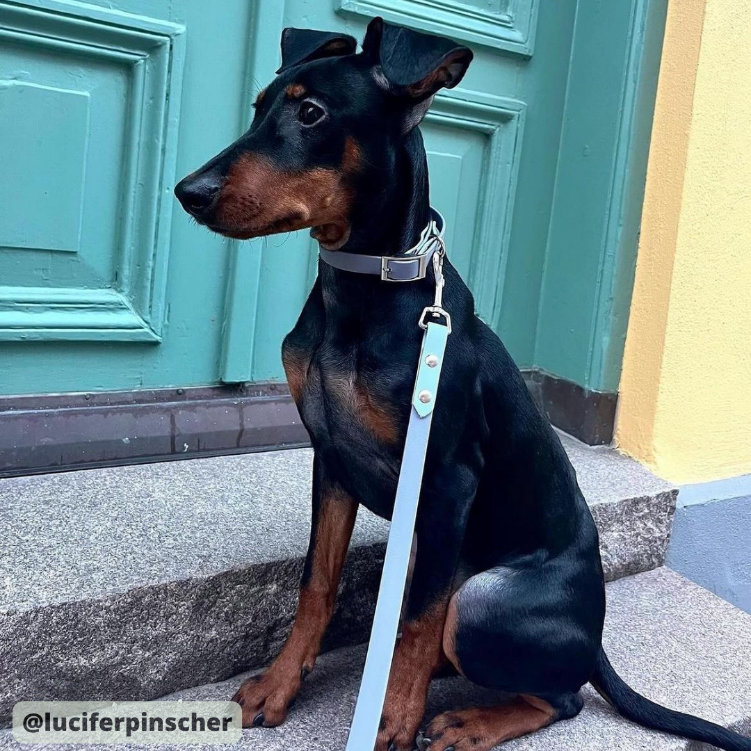 Halsband i Biothane Ljus Grå & Pastell Blå med beslag i silver