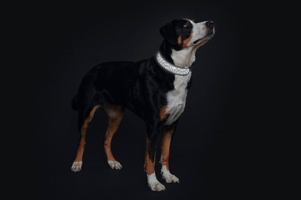 Hundhalsband reflex svart