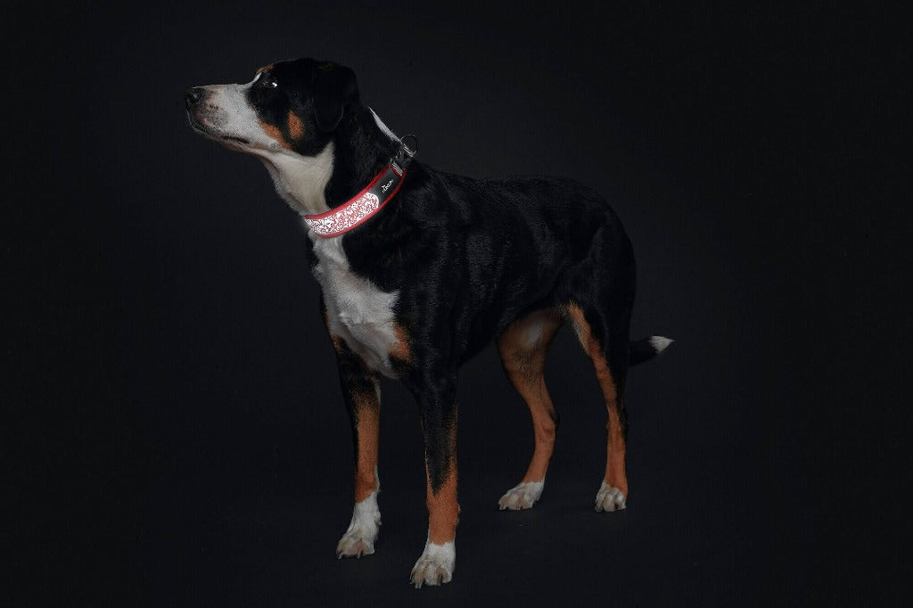 Hundhalsband reflex röd/grå