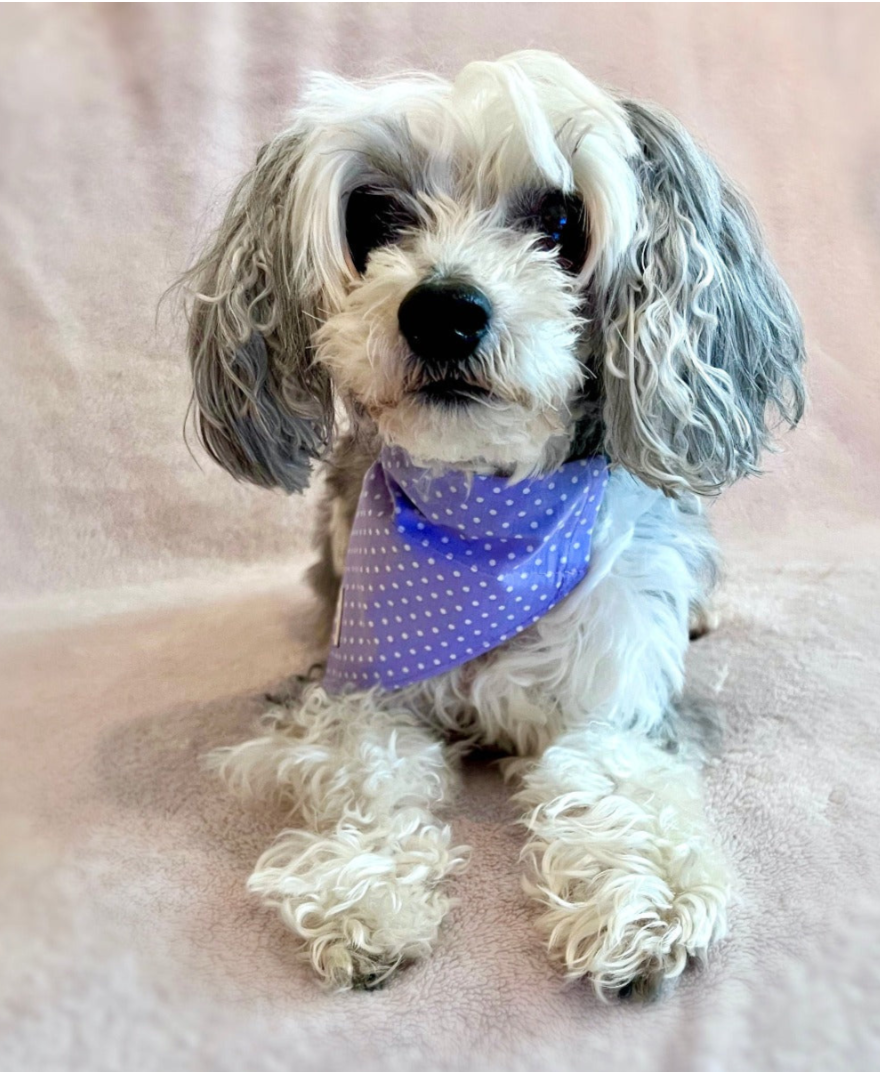 Hundbandana - Polka Dot Lavendel