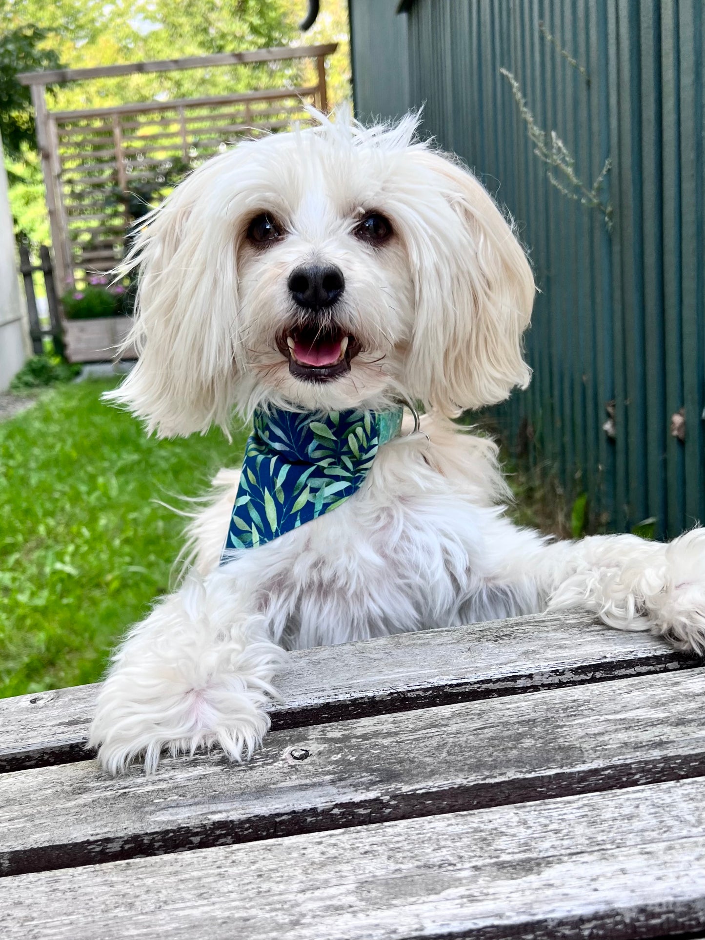 Dog bandana - Blue Leaves