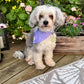 Hundbandana - Polka Dot Lavendel