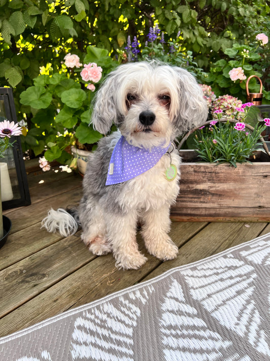 Dog Bandana - Polka Dot Lavender