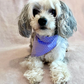 Hundbandana - Polka Dot Lavendel